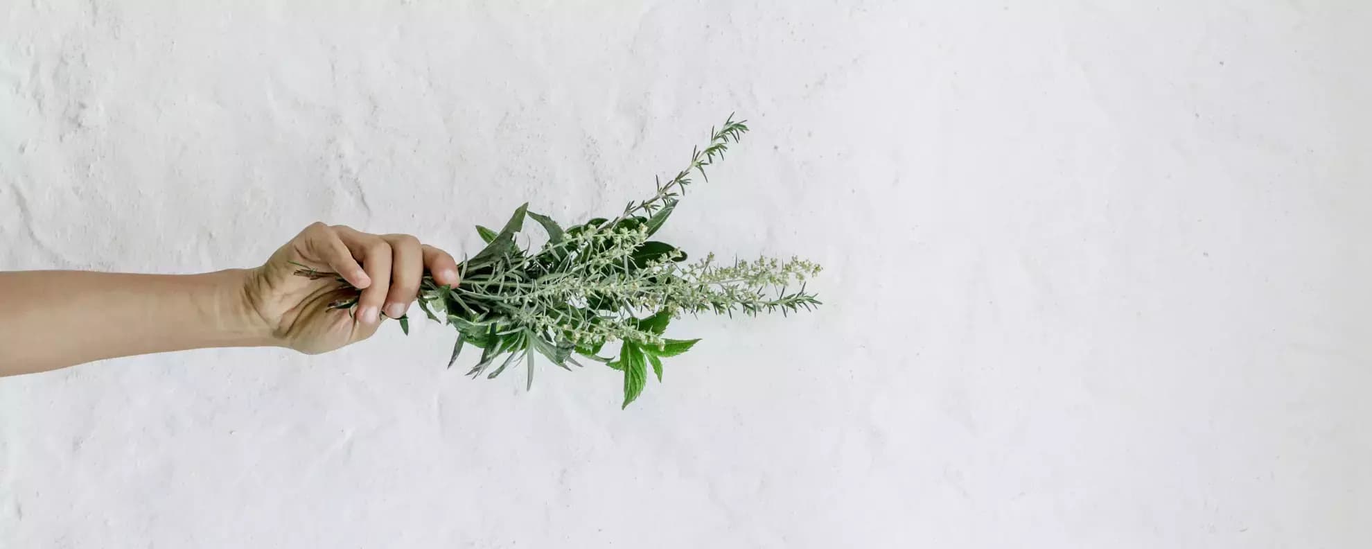 Kräuter der Provence: Das steckt in der Gewürzmischung