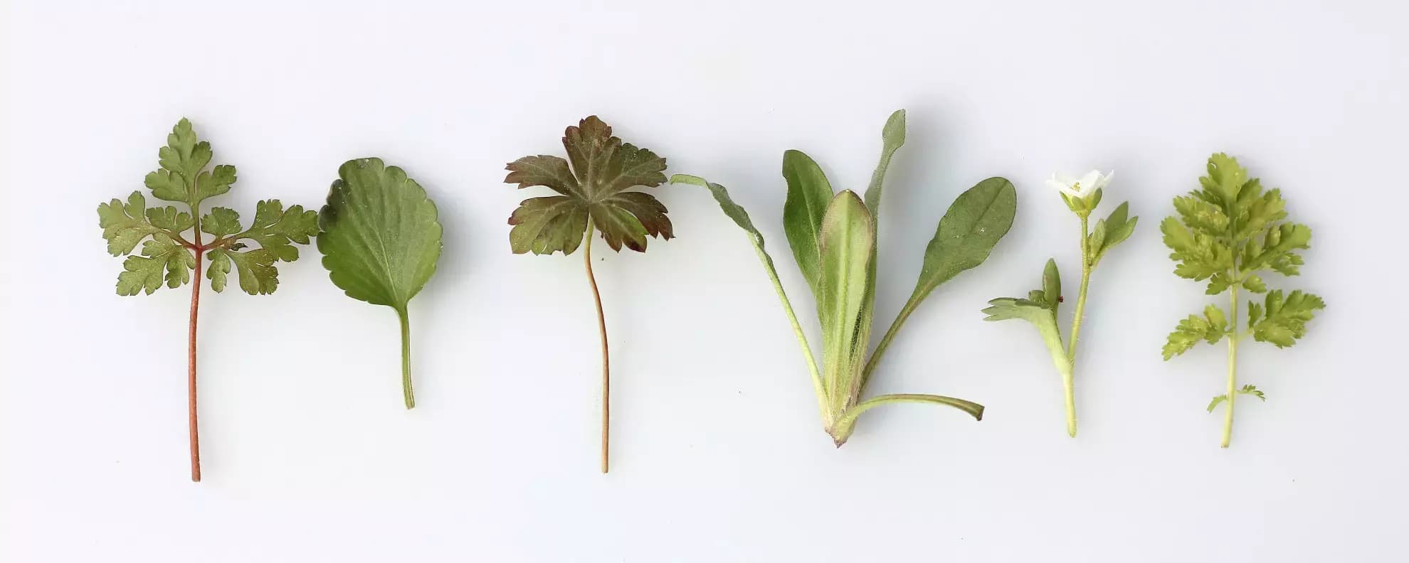 Kräuter einfrieren: Darauf solltest du achten